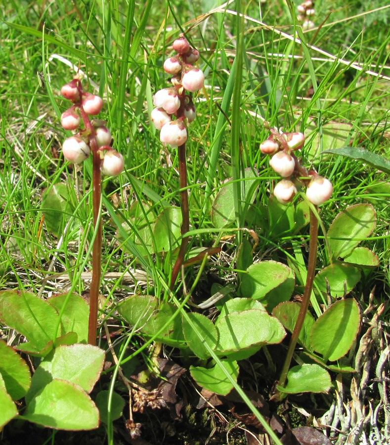 Изображение особи Pyrola minor.