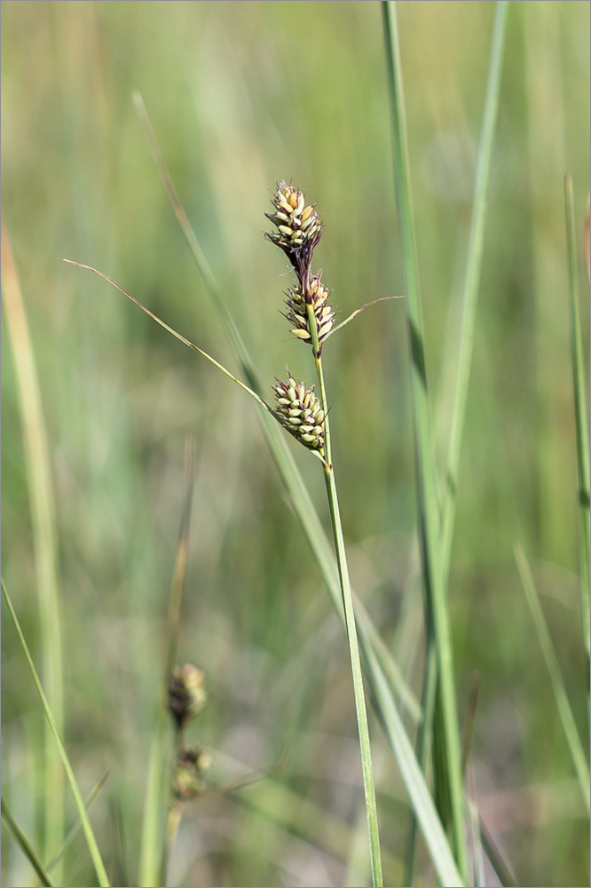 Image of Carex buxbaumii specimen.