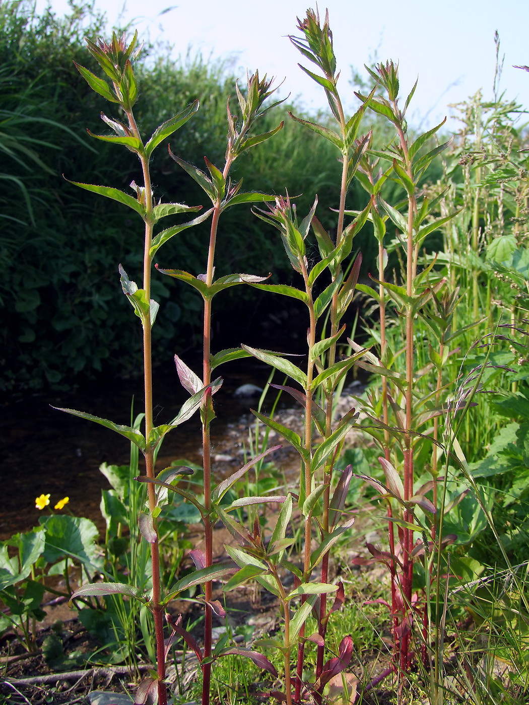 Image of Epilobium glandulosum specimen.