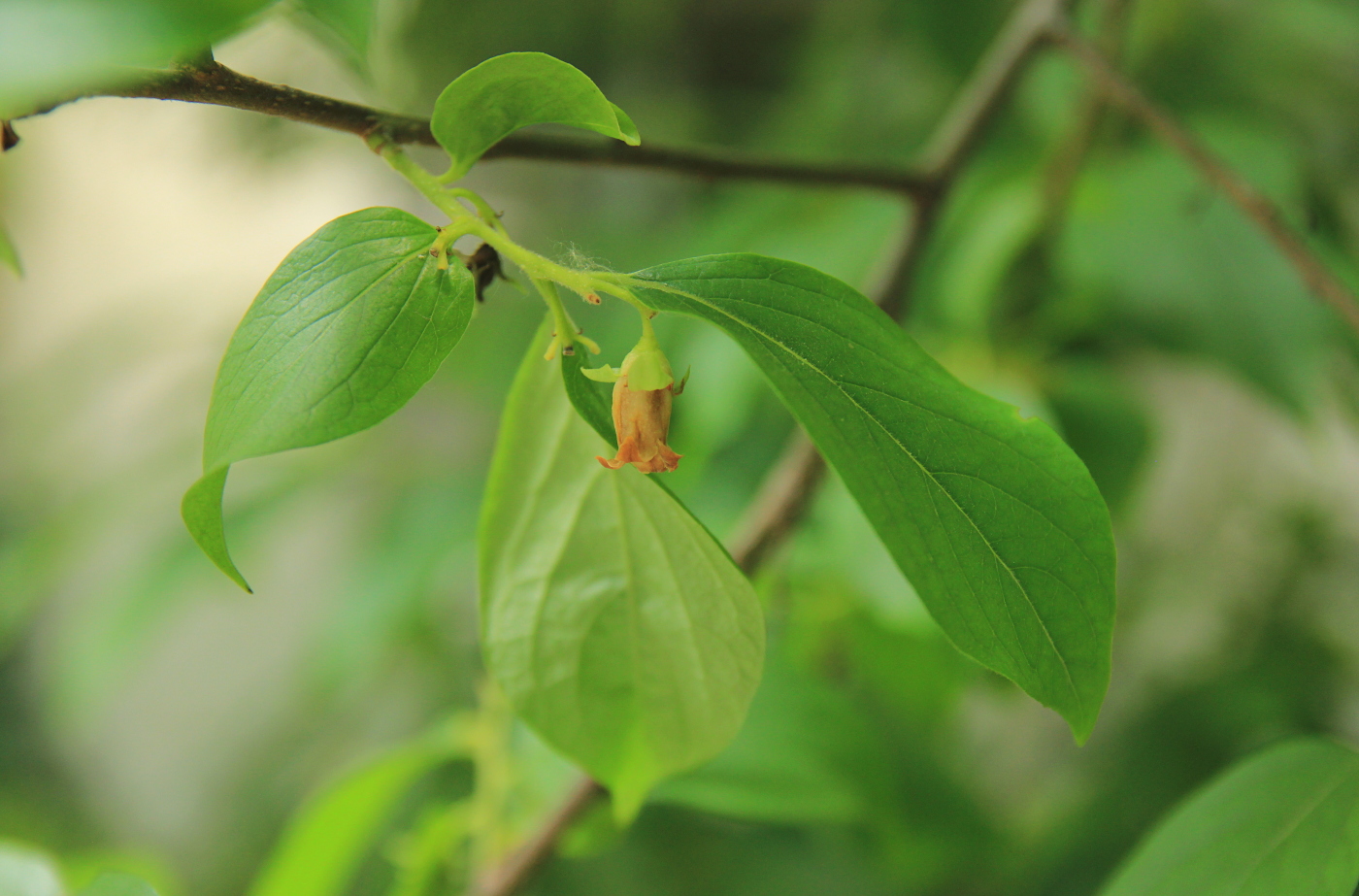 Image of Diospyros kaki specimen.