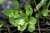 Stellaria neglecta