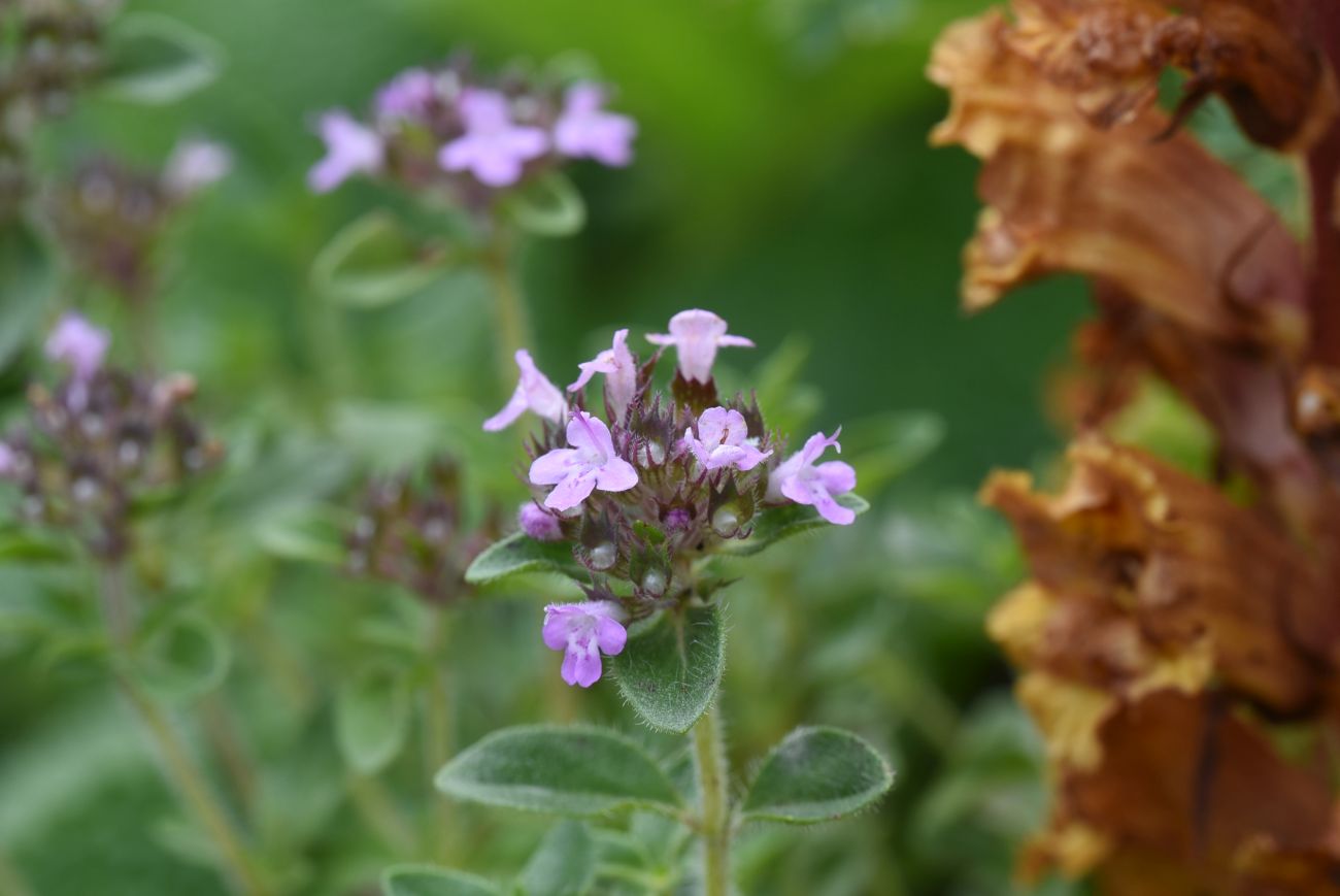 Image of genus Thymus specimen.