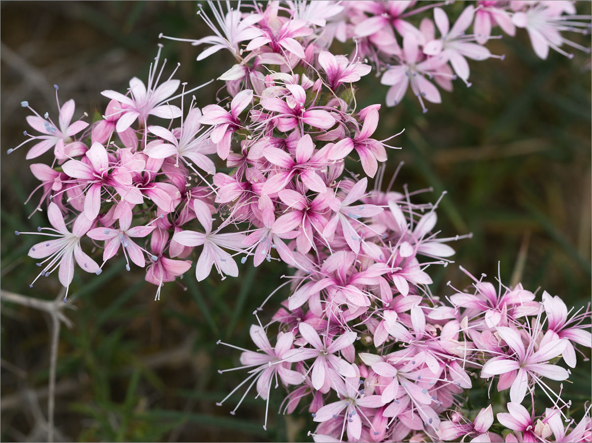 Изображение особи Acanthophyllum pungens.