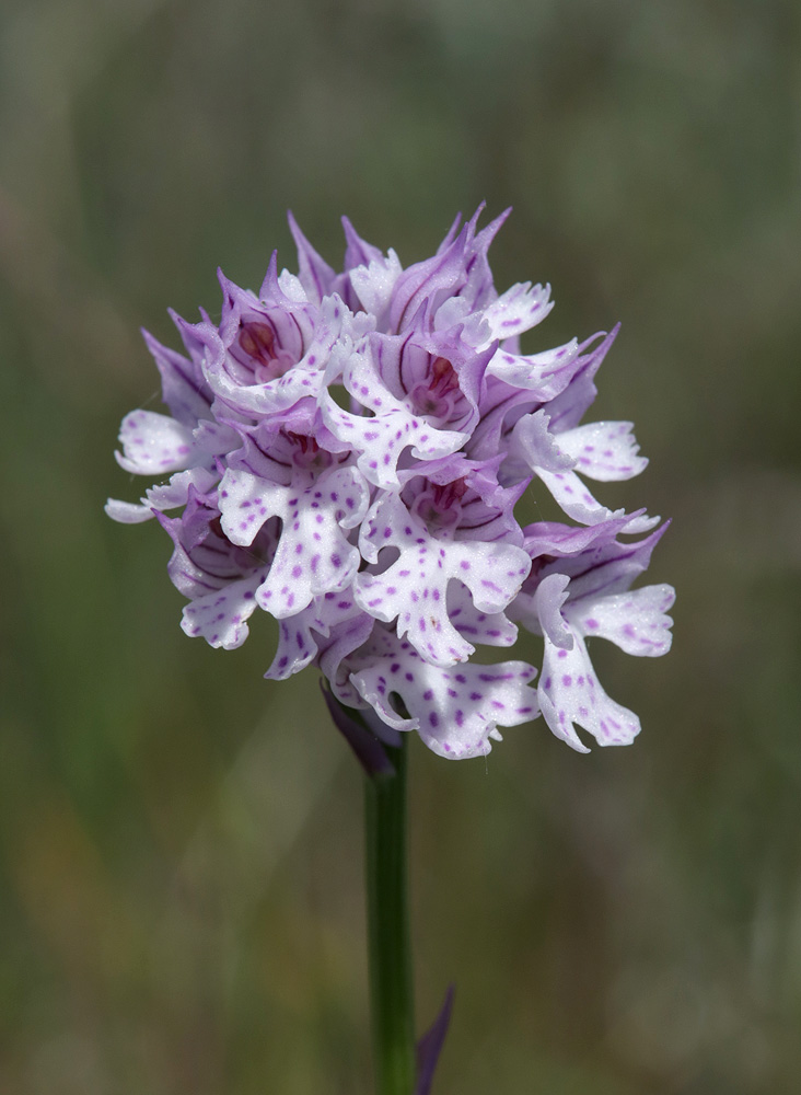Изображение особи Neotinea tridentata.