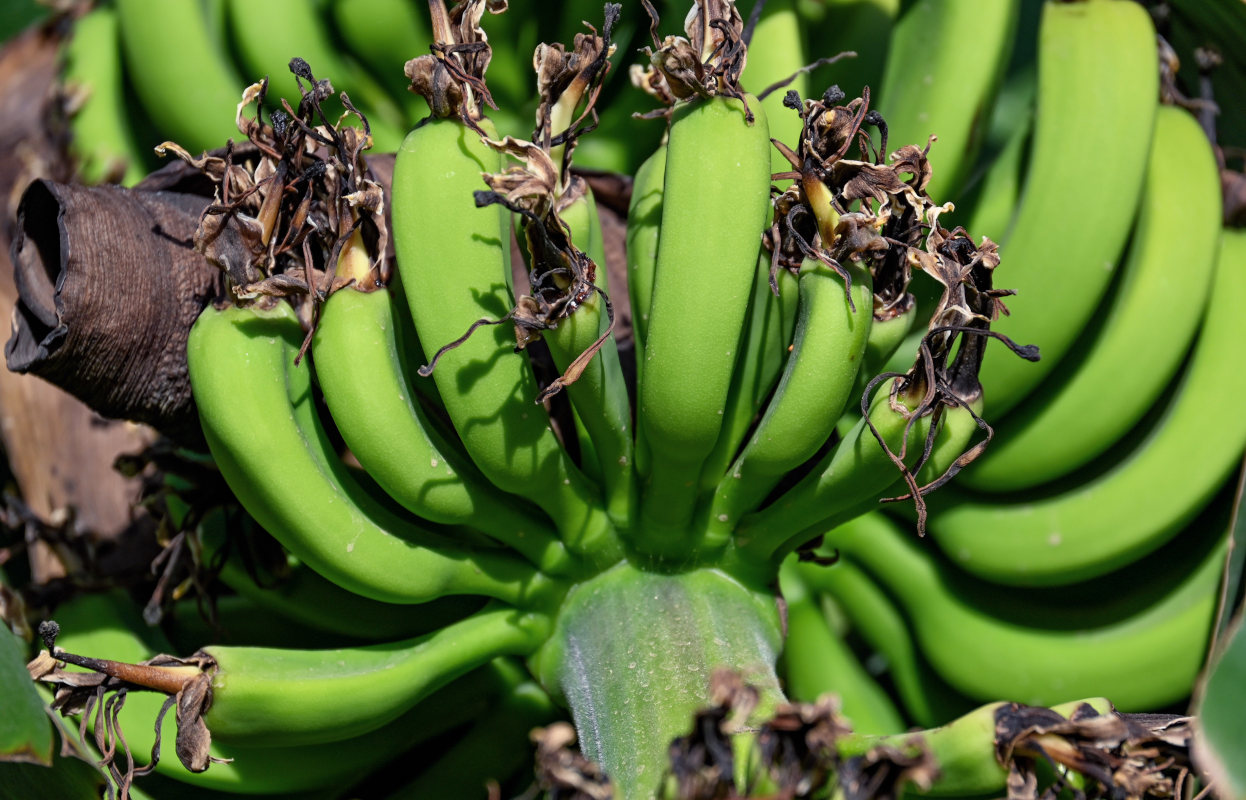 Image of Musa acuminata specimen.