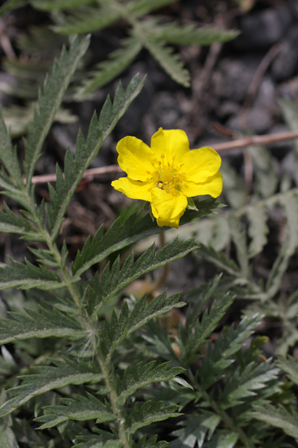 Image of Potentilla anserina specimen.