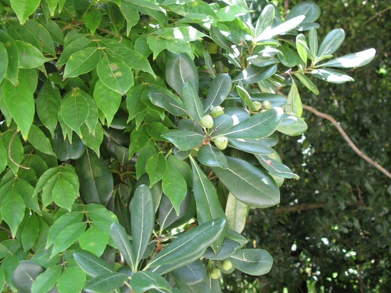 Image of Pittosporum tobira specimen.