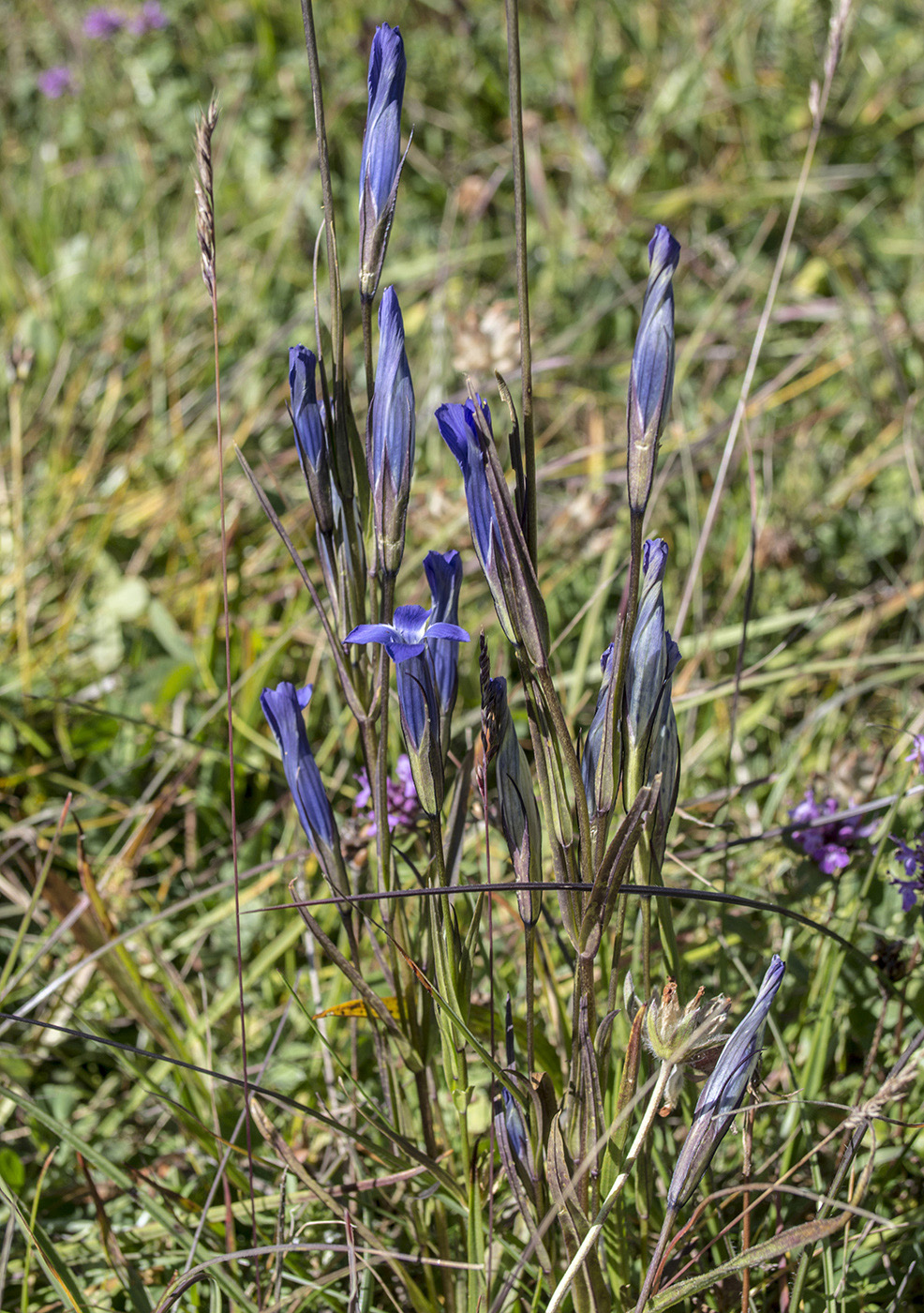Изображение особи род Gentianopsis.