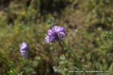 Dichelostemma capitatum