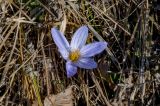Crocus speciosus. Цветущее растение. Крым, гора Северная Демерджи, луговой склон. 30.10.2021.