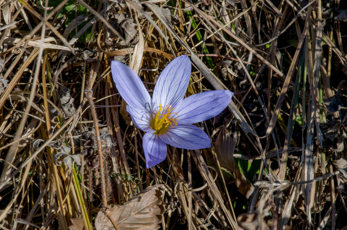 Изображение особи Crocus speciosus.