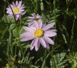 Pyrethrum coccineum