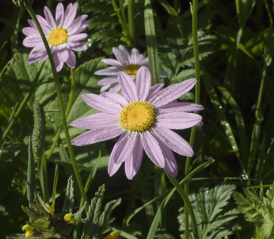 Изображение особи Pyrethrum coccineum.