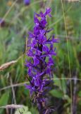 Dactylorhiza urvilleana. Соцветие. Чечня, Итум-Калинский р-н, окр. пер. Чантыбарз, выс. 2100 м н.у.м, луг около ручейка. 7 августа 2023 г.