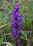 Dactylorhiza urvilleana. Соцветие. Чечня, Итум-Калинский р-н, окр. пер. Чантыбарз, выс. 2100 м н.у.м, луг около ручейка. 7 августа 2023 г.