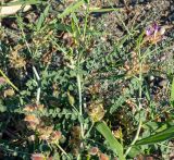 genus Astragalus