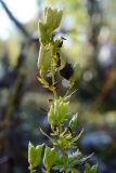 genus Aconitum. Верхушка побега с плодами. Адыгея, Кавказский биосферный заповедник, Азишский перевал, 1750 м н.у.м., опушка. 18.09.2023.