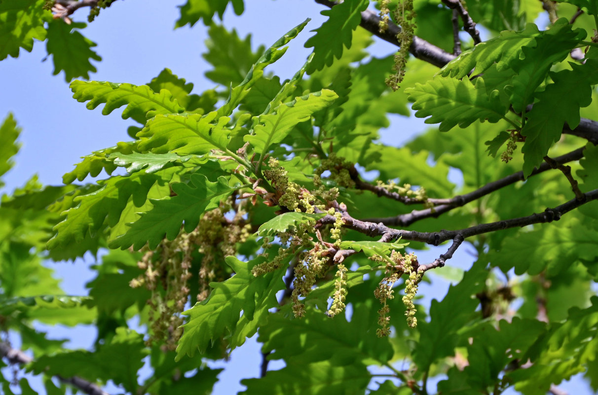 Изображение особи Quercus petraea.