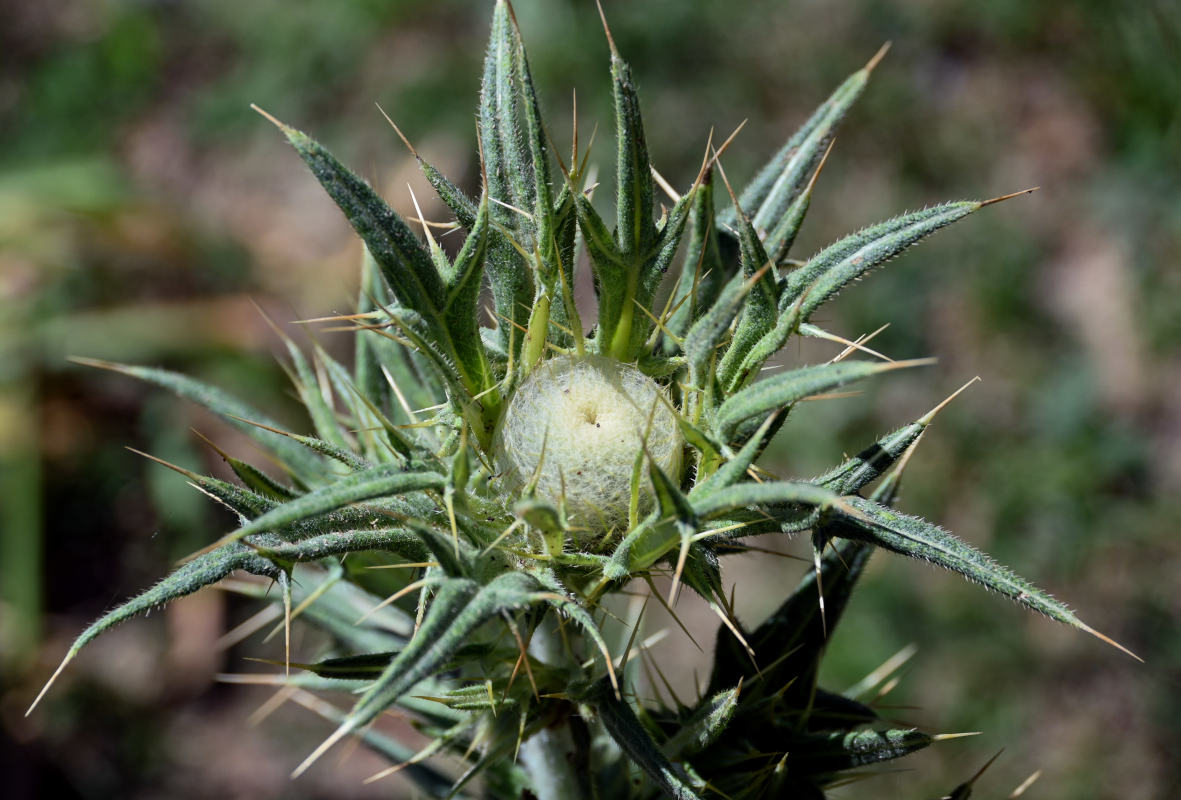 Image of Cirsium turkestanicum specimen.