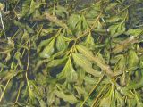 Potamogeton &times; decipiens