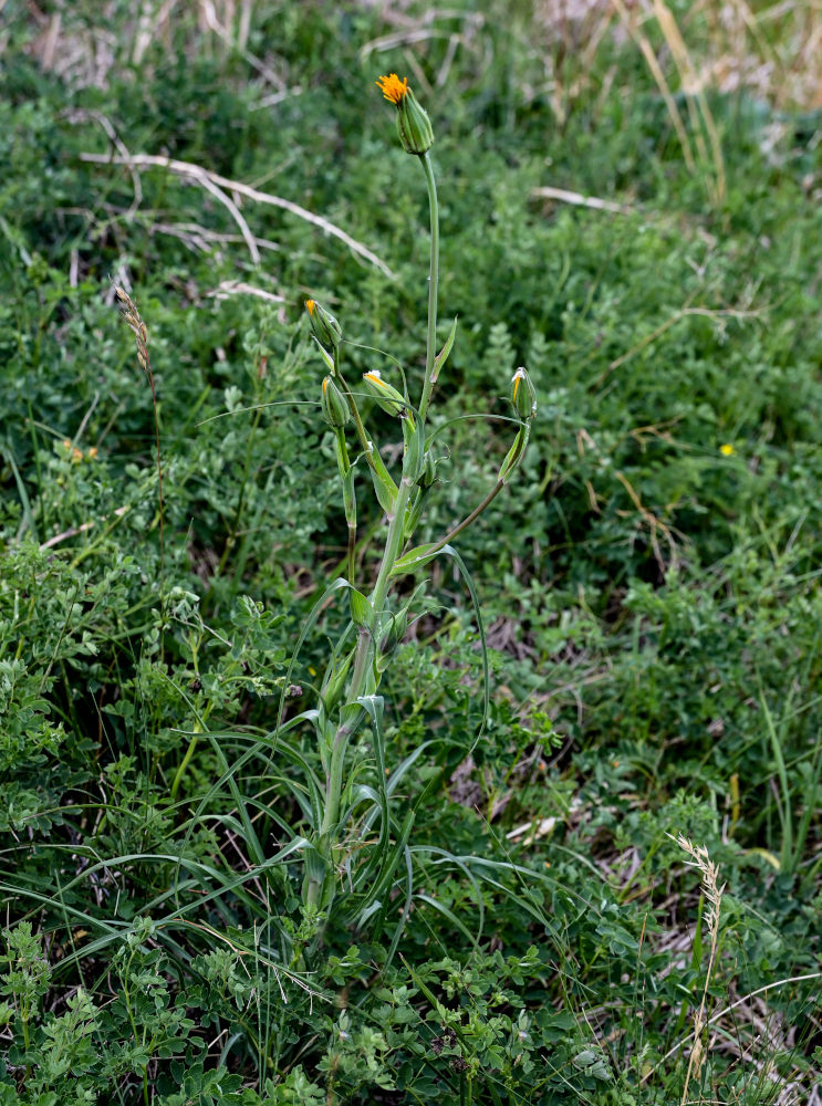 Изображение особи Tragopogon orientalis.