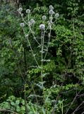 Echinops sphaerocephalus. Верхушка цветущего растения. Чечня, Шатойский р-н, Нихалойские водопады, опушка широколиственного леса. 26.07.2022.