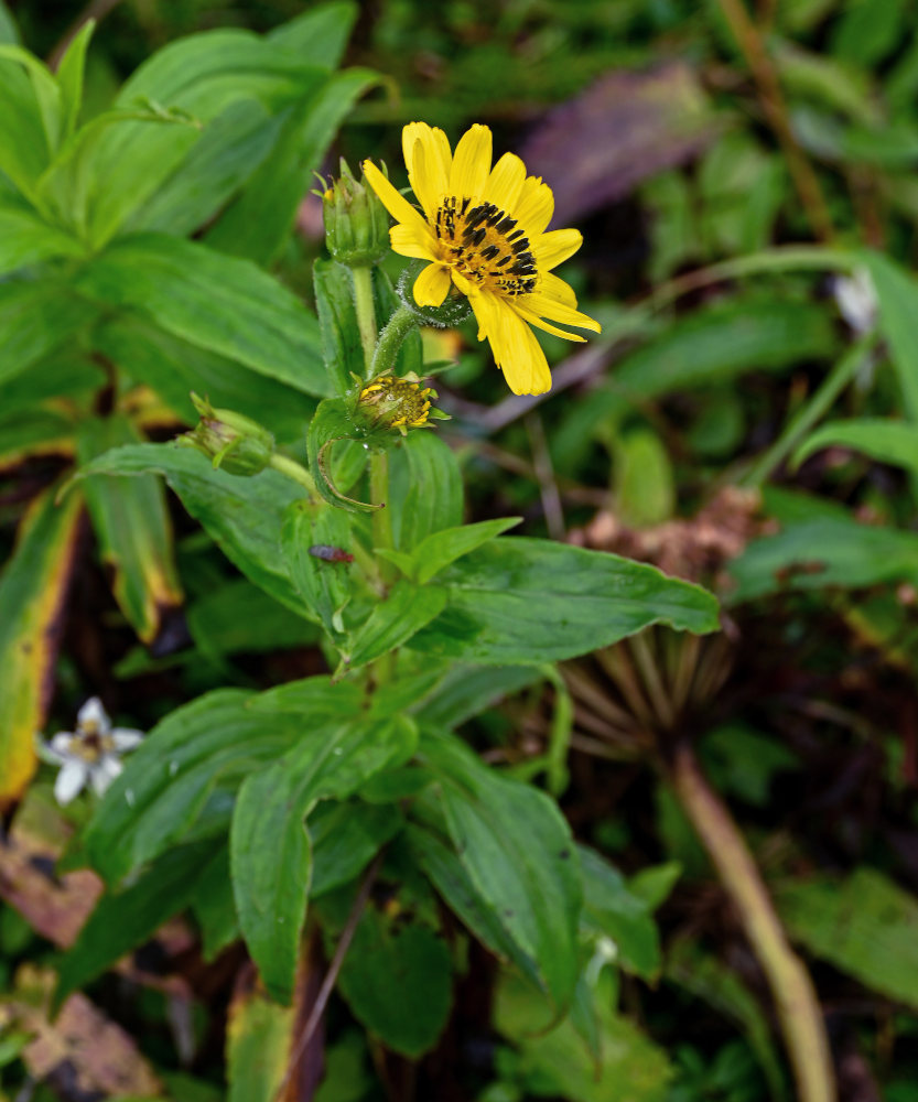 Изображение особи Arnica sachalinensis.