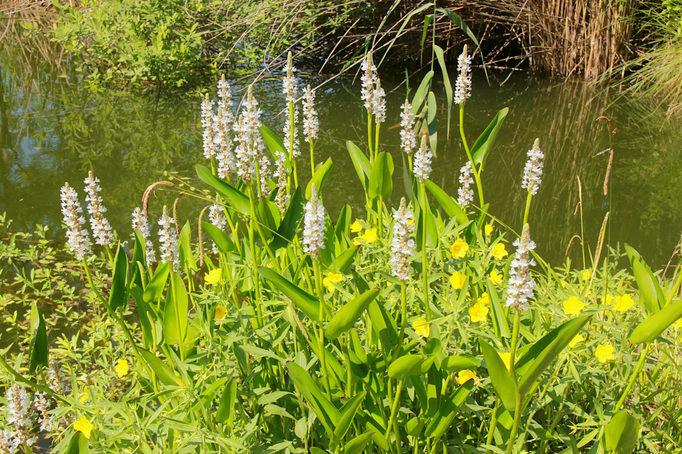 Image of Pontederia cordata specimen.