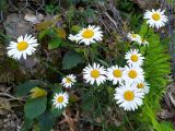 Leucanthemum vulgare. Соцветия. Краснодарский край, городской округ Сочи, Адлерский р-н, с. Эстосадок, горнолыжный курорт \"Роза Хутор\", обочина горнолыжной трассы в лесу, северный склон хр. Аибга, 1200 м н.у.м. 08.08.2023.