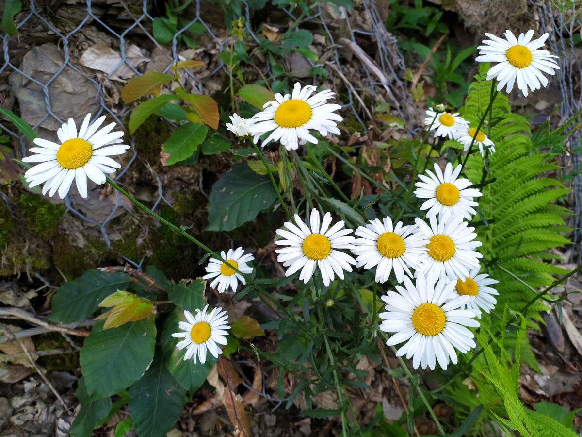 Изображение особи Leucanthemum vulgare.