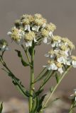 Achillea cartilaginea. Верхушка цветущего растения. Великий Новгород, Торговая сторона, берег р. Волхов перед Ярославовым Дворищем, в щели между бордюрным камнем и бетонной плитой набережной. 23.07.2023.