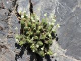 Scutellaria immaculata