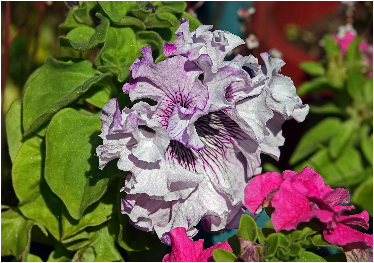 Image of Petunia &times; hybrida specimen.