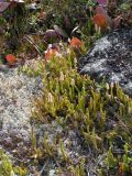 Lycopodium lagopus
