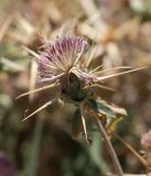 Centaurea iberica