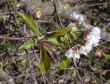 Image of taxon representative. Author is Светлана Коурова