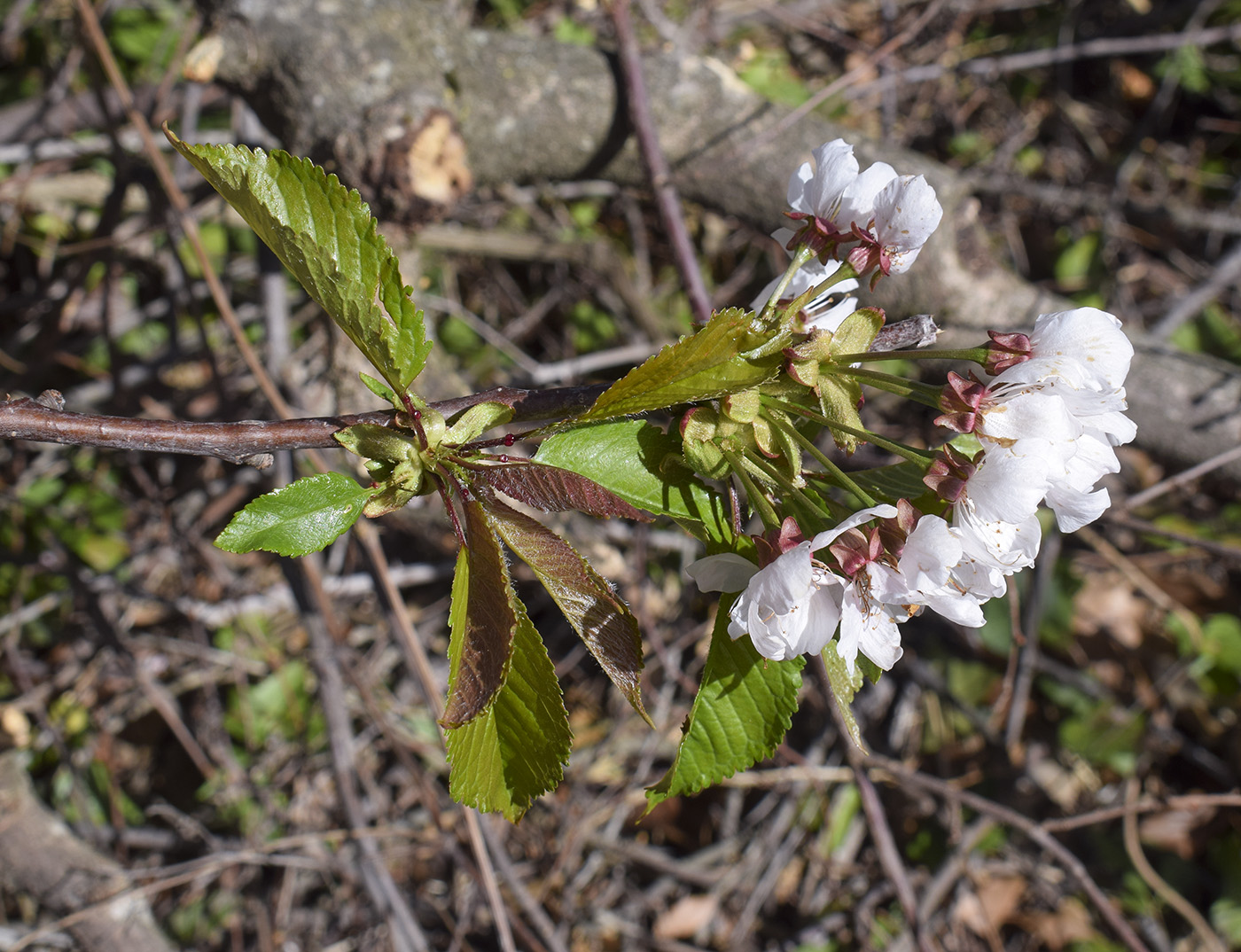 Image of Cerasus avium specimen.