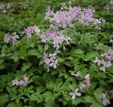 Cardamine quinquefolia