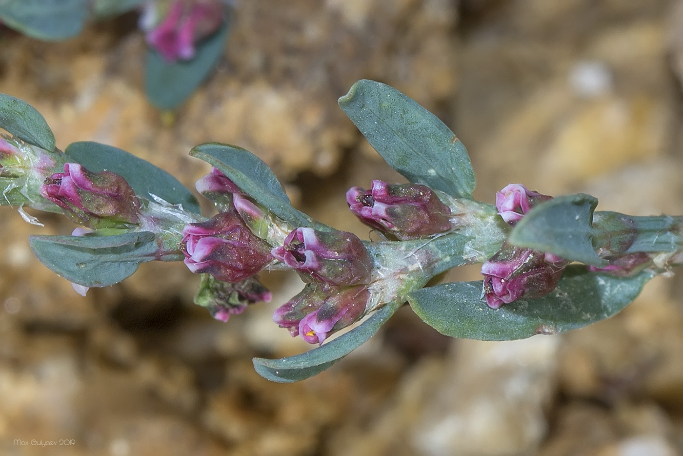 Image of Polygonum patulum specimen.