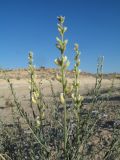 Ammothamnus songoricus. Соцветие и листья. Казахстан, Мангистауская обл., Каракиянский р-н, Устюртский запов.; разрушенные останцы у юго-зап. части впадины Карын-Жарык, окр. род. Онере, загипсованные глины. 10 мая 2024 г.