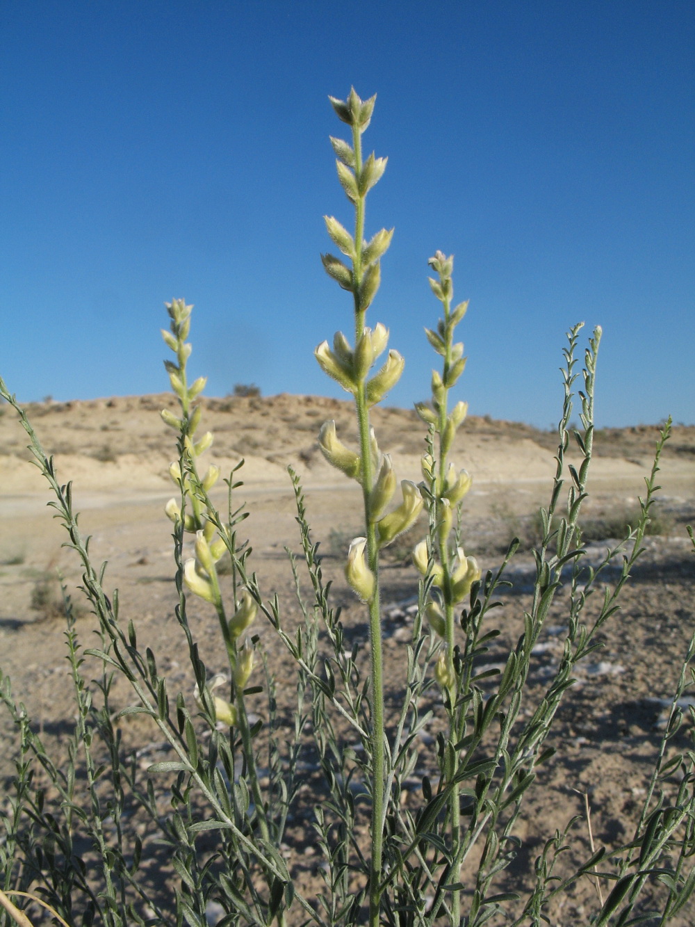 Image of Ammothamnus songoricus specimen.