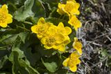 Caltha palustris