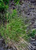 семейство Poaceae