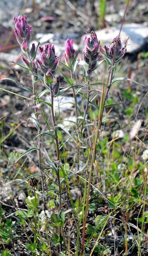 Image of Castilleja rubra specimen.