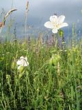 Geranium affine