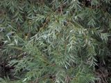 род Salix
