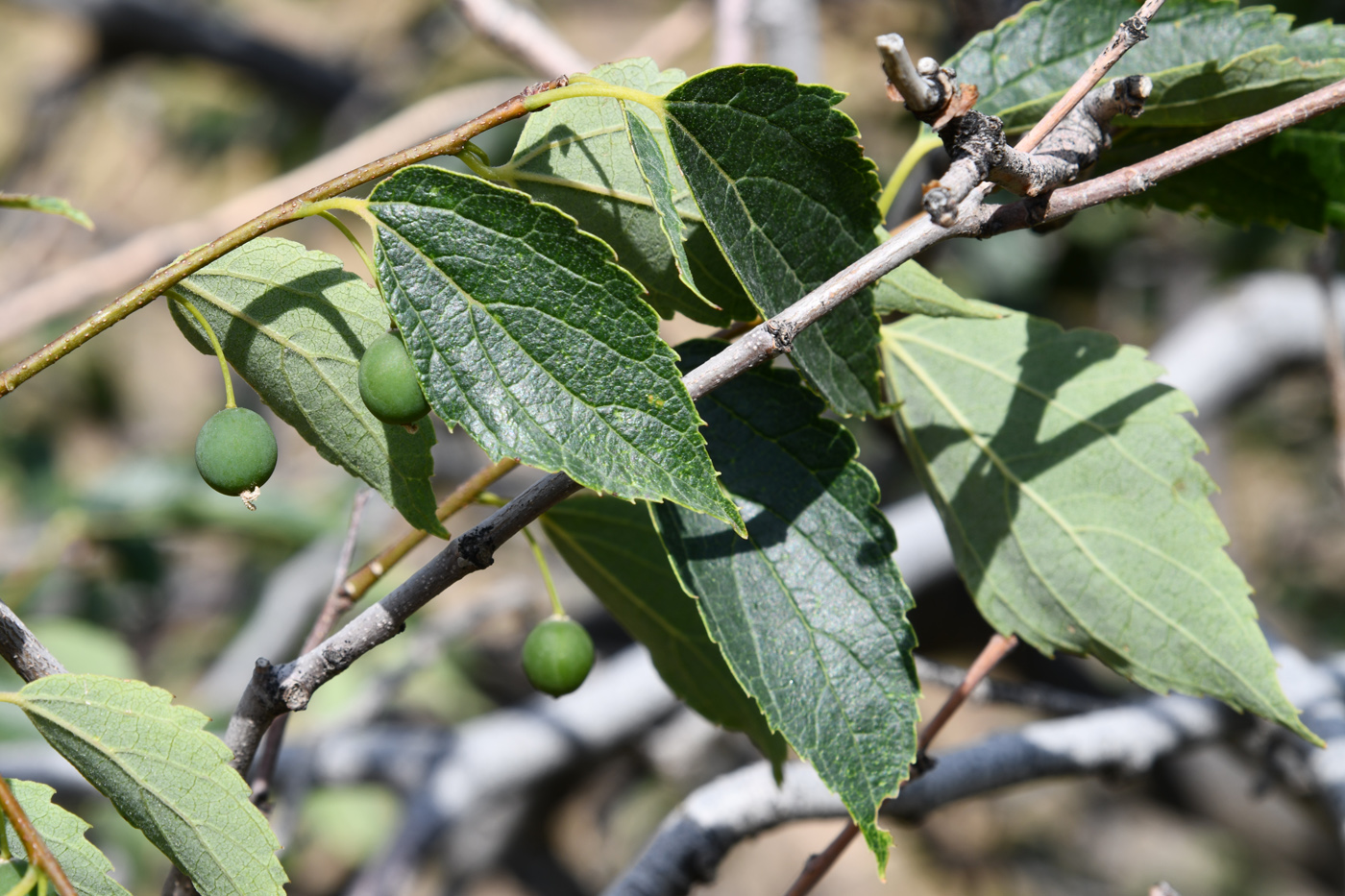 Image of Celtis caucasica specimen.