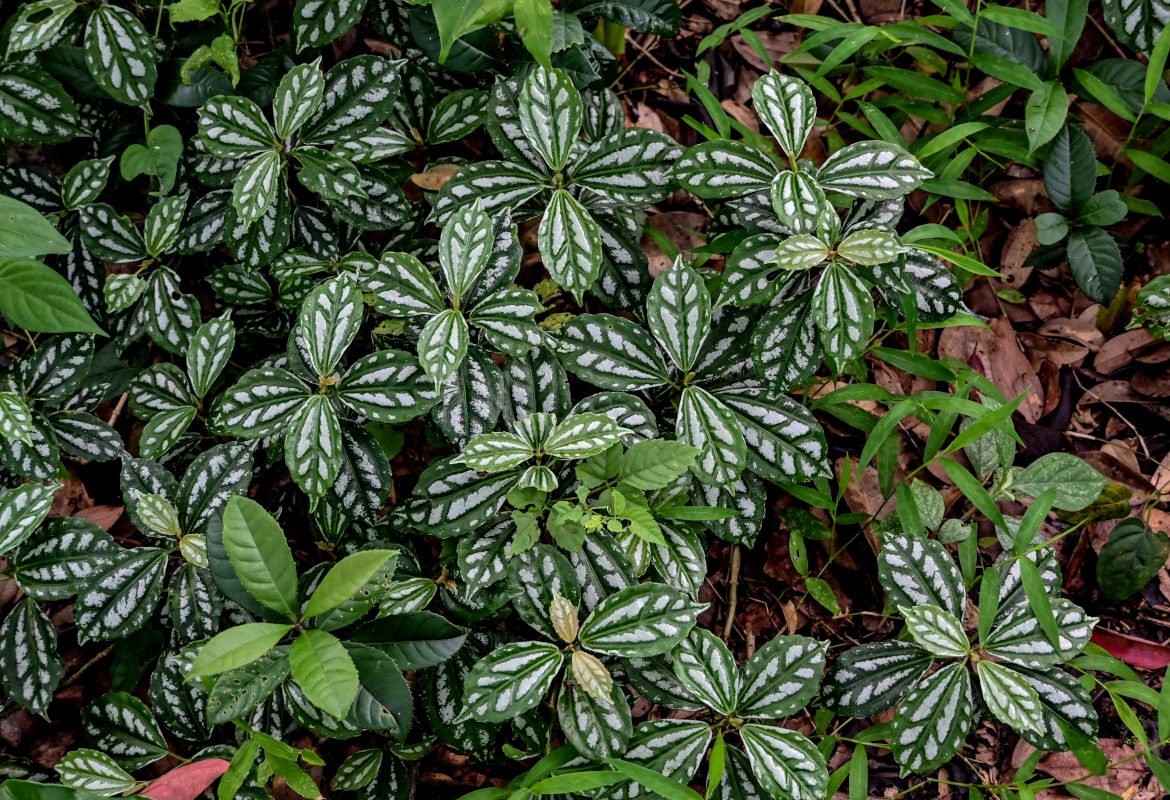 Image of Pilea cadierei specimen.