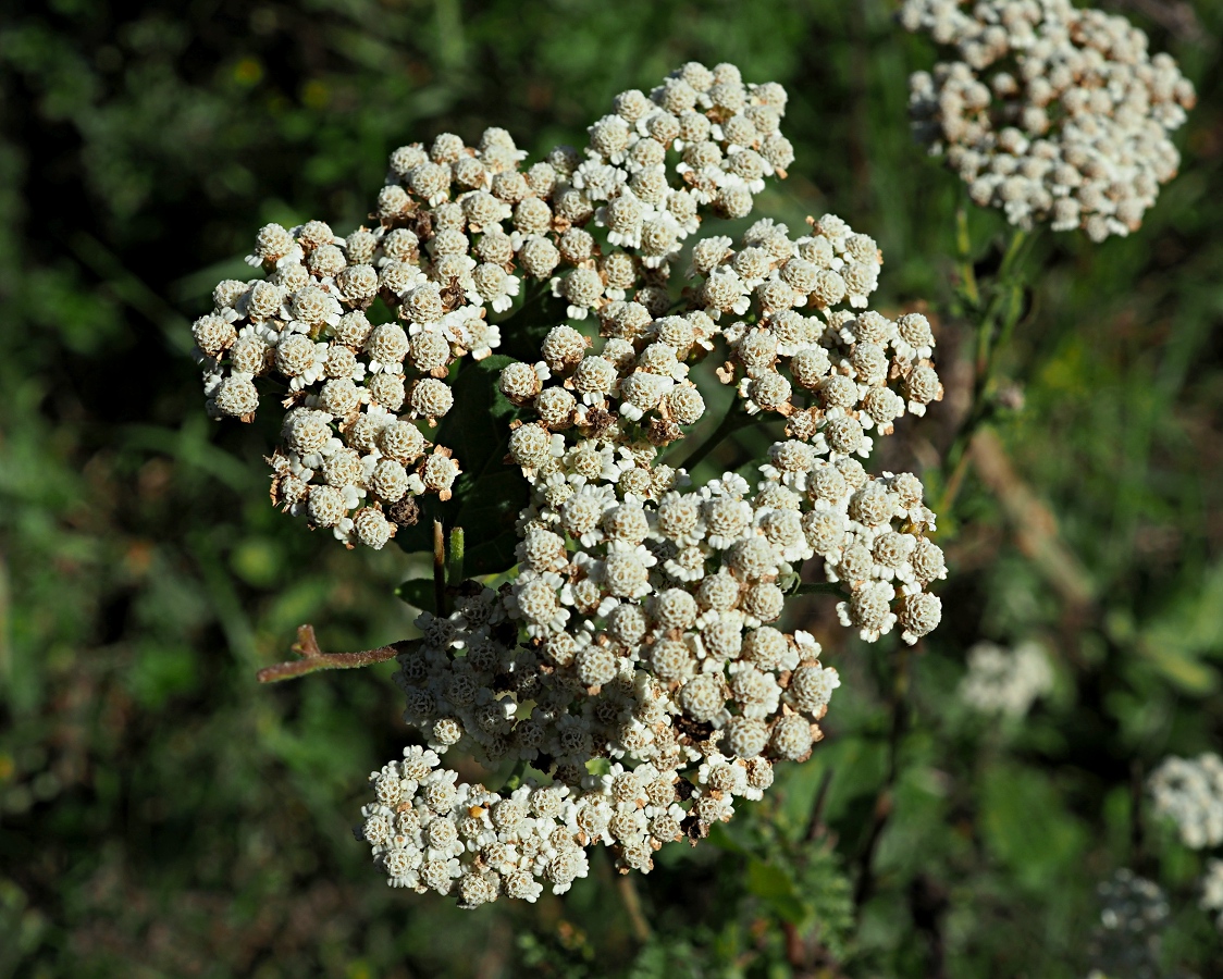 Image of Achillea nobilis specimen.