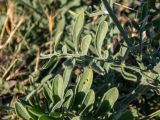 Centaurea salonitana